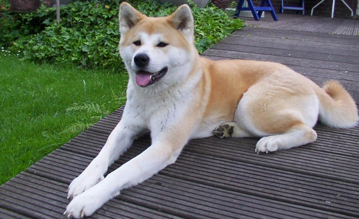 Razze Canine: Akita Inu, cane giapponese | Velvet Pets Italia