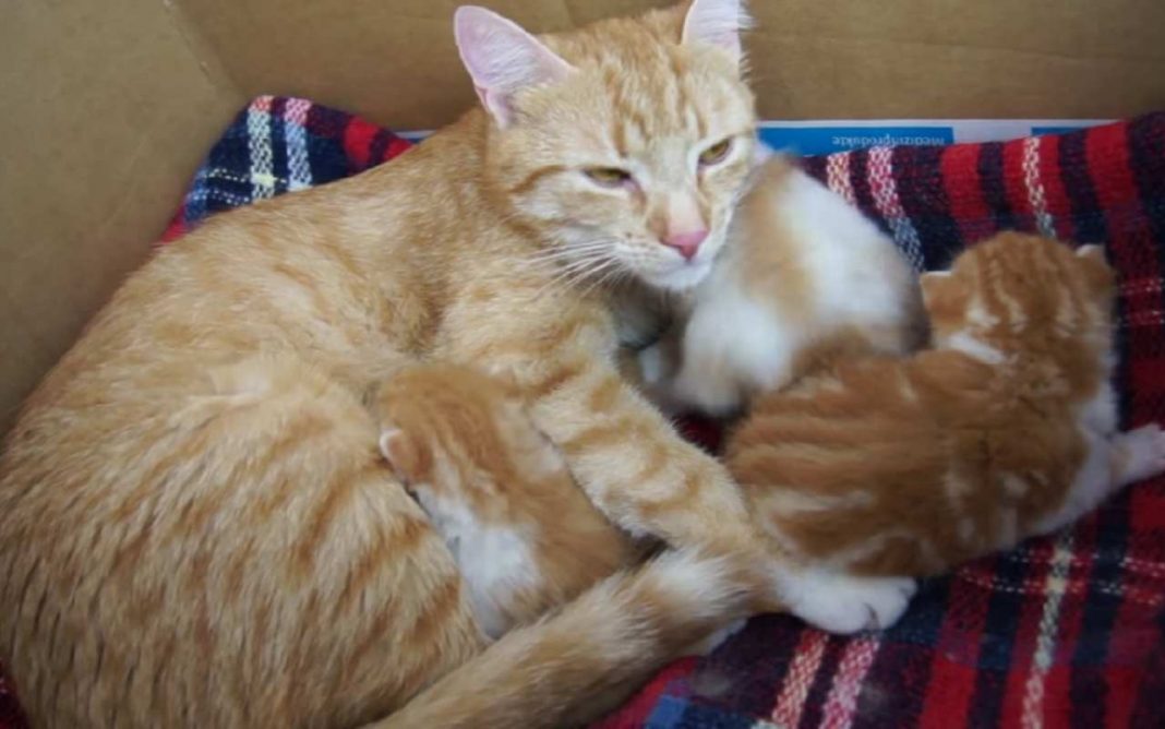 Mamma Gatta Parla Ai Suoi Cuccioli La Sua Dolcezza Indescrivibile