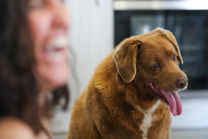 Morto Bobi Il Cane Pi Vecchio Del Mondo Il Dolore Del Mondo Social