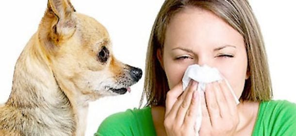 Siete allergici al pelo dei cani? Ecco i sintomi e la cura giusta da fare