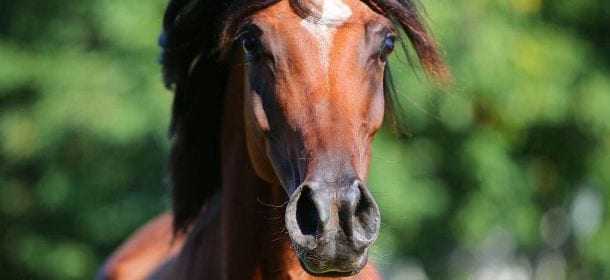 Purosangue arabo: le caratteristiche ed i prezzi del cavallo più bello del mondo [VIDEO]