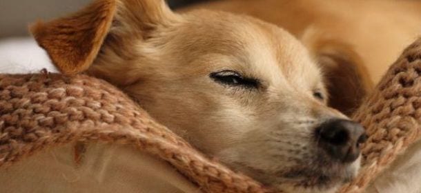 Malattie dei cani: ecco come curare la cheratite