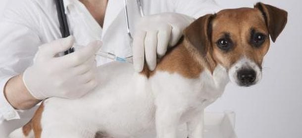 Vaccinazione cani