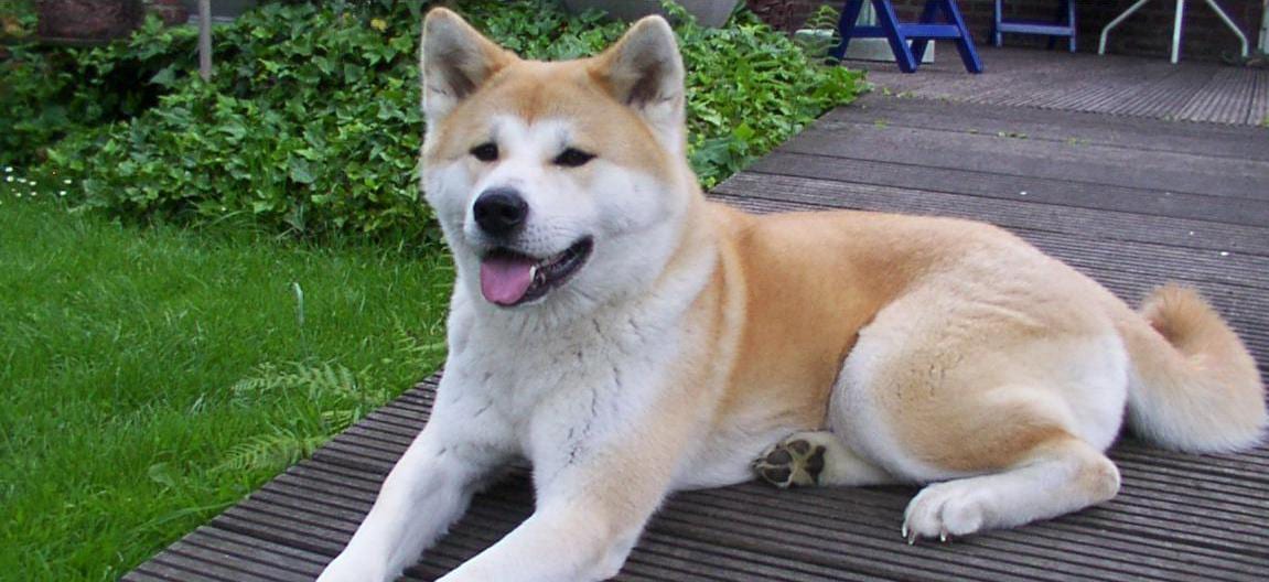 Akita Inu - Cane da Difesa Giapponese