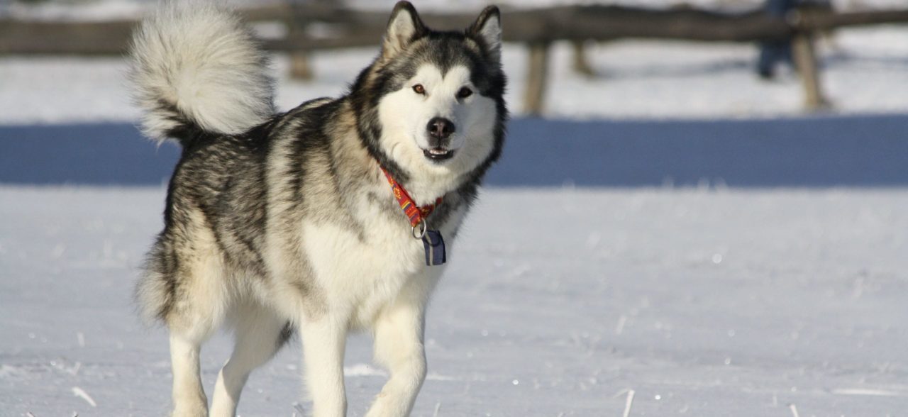 Alaskan Malamute