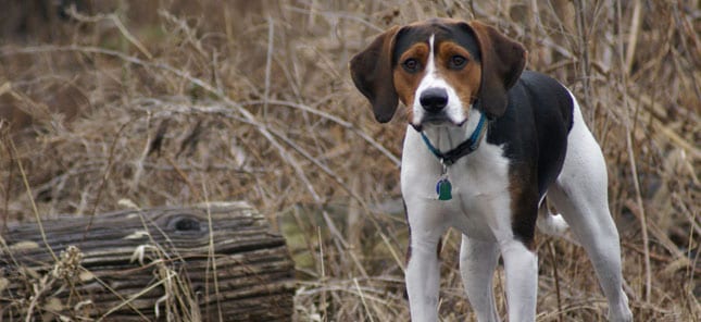 American Foxhound, il fedele amico dei cacciatori