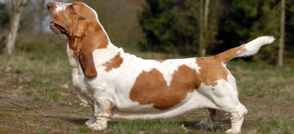Basset Hound, la razza canina più “simpatica” del mondo