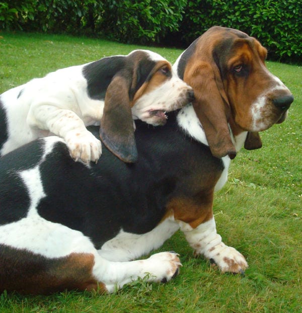 Basset-Hound con cucciolo