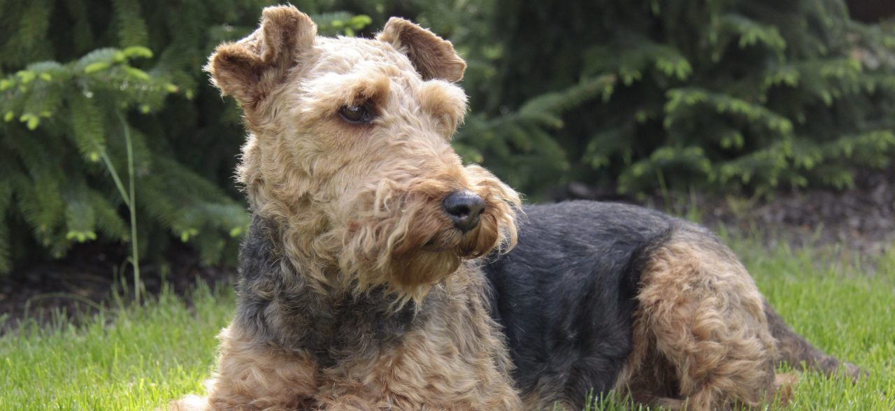 Airedale Terrier