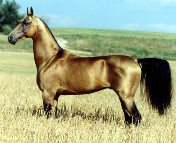 cavallo-dorato-foto
