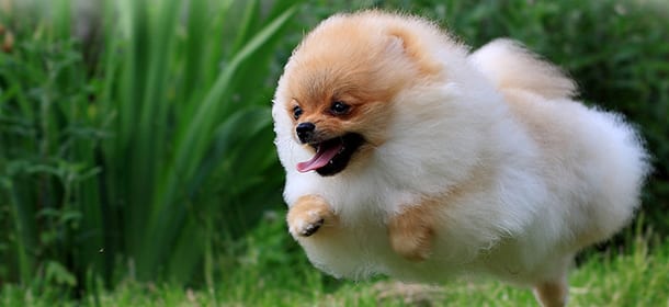 Pomerania, il cane che assomiglia ad un orsetto di peluche