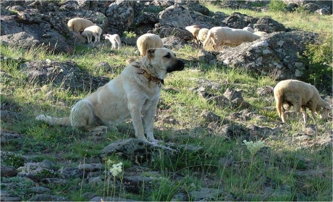 Il Cane da Pastore dell'Anatolia 