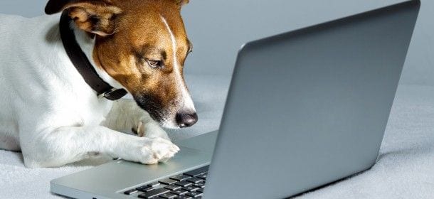 TripAdvisor per i proprietari di cani: arriva dall’Inghilterra eDogAdvisor