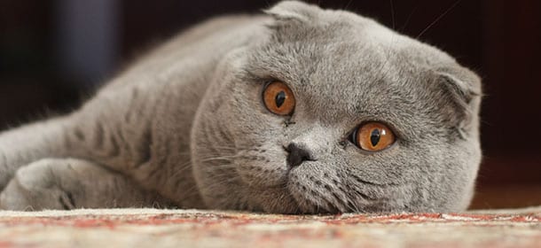 Scottish Fold, il gatto soprannominato “Buddha seduto”
