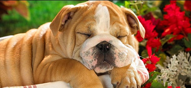Bulldog Inglese, il cane preferito dalle star