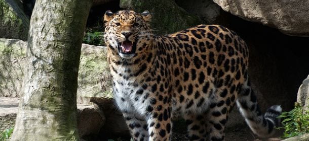 Cacciato per il suo manto e vittima del disboscamento: il leopardo dell'Amur è a rischio estinzione