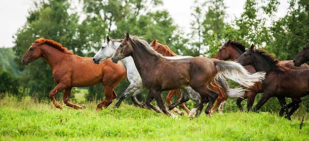 Mustang, il cavallo “selvaggio” che rischia di estinguersi