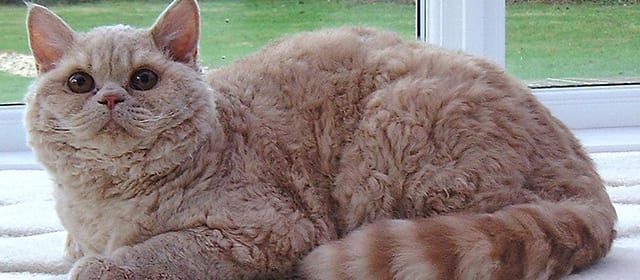 Selkirk Rex Shorthair,  il gatto “travestito” da pecora