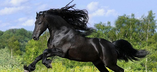 Andaluso, il cavallo dei Re dalle qualità atletiche eccezionali