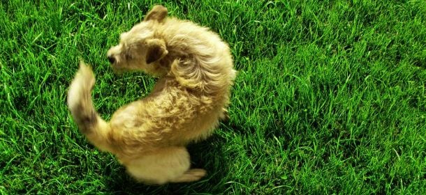 Perché il cane si morde la coda? Significato e rimedi