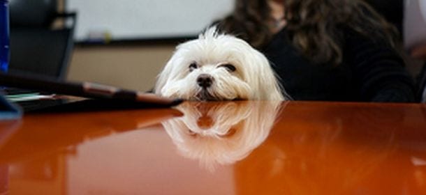 Il cane in ufficio: un aiuto per lavorare meglio e senza stress