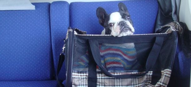 In treno con il pet: nell’estate 2014 più di 60mila animali a bordo