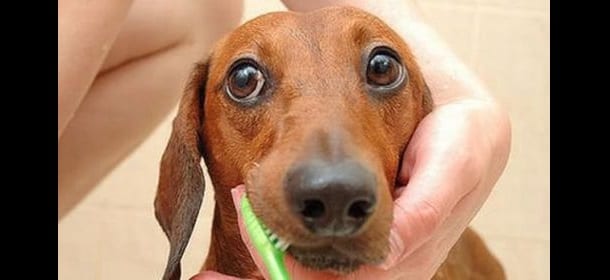 Igiene orale per i cani di piccola taglia: lo spazzolino è fondamentale
