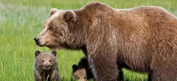 Garante per i diritti degli animali: per non dimenticare la storia dell'orsa Daniza