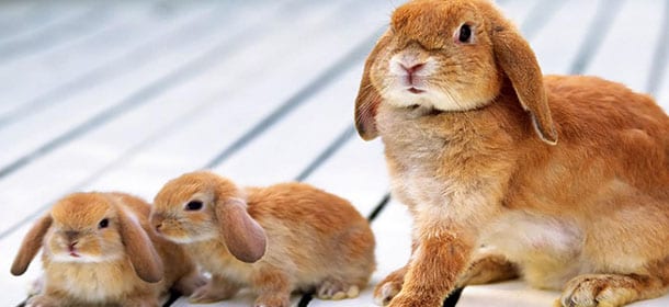 L’Ariete Nano, il coniglio che ama essere chiamato per nome