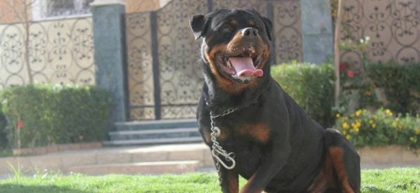 Rottweiler: altro che “killer”, un cane per tutta la famiglia