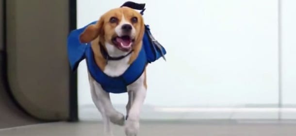 Il cane che ritrova i cellulari smarriti sugli arei [VIDEO]