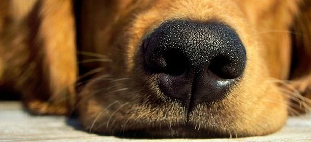 Perché il cane ha il naso bagnato?
