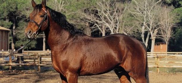 Cavallo Maremmano, rude e fiero quadrupede dalle origini antiche