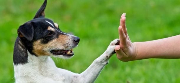 I cani e i loro gesti: ecco perché danno la zampa
