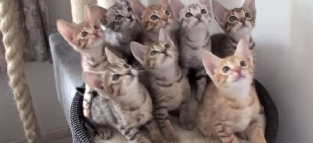 Gatti che ballano a ritmo di musica [VIDEO]