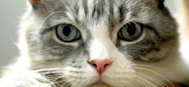 Gatti: scopri com’è il mondo visto con i loro occhi