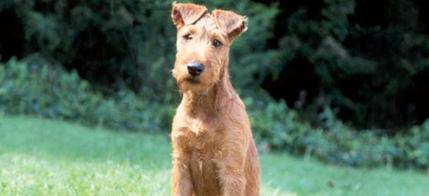 Irish Terrier, il cane dal pelo rosso