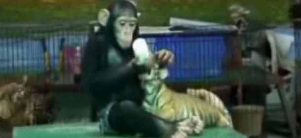 Lo scimpanzè che allatta il cucciolo di tigre [VIDEO]