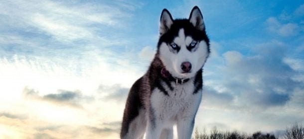 Siberian Husky, il cane che viene dal freddo