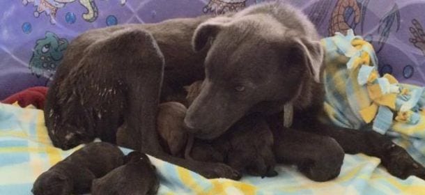 Labrador scappa dall’aereoporto per partorire nove cuccioli
