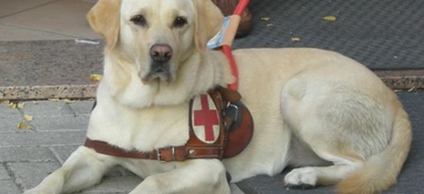 Cani guida per ciechi cercano famiglie affidatarie