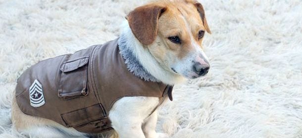 I cappottini per i cani: quando sono necessari e quali scegliere