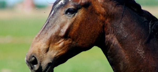 Il cavallo muore e la padrona si suicida per il dolore