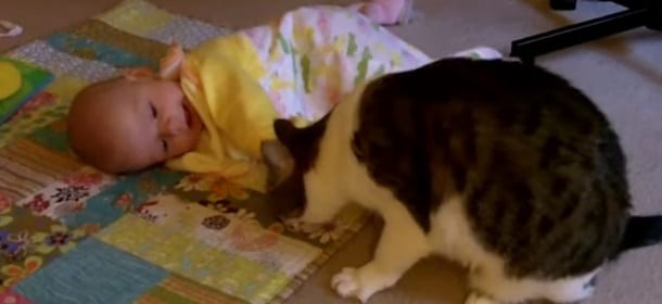 Watson, il gatto babysitter [VIDEO]