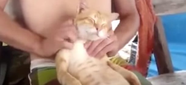 Il gatto che si fa massaggiare dal padrone [VIDEO]