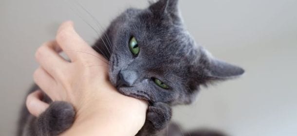 Perché il gatto mordicchia le mani mentre lo accarezzano?
