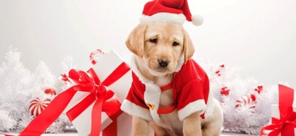 Cuccioli come regalo di Natale? Meglio un'adozione a distanza