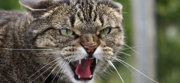 Non paghi le tasse? Ti sequestrano il gatto