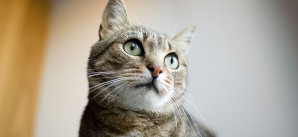 Cookie, il gatto percorre da solo mille chilometri e ritrova casa