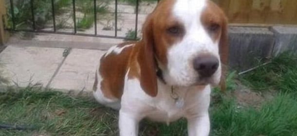 Harry, il beagle che aspetta da 7 mesi il fratellino scomparso